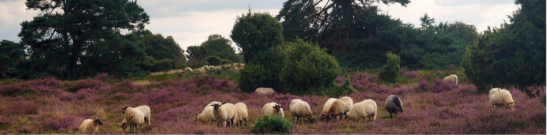 header_drouwenerzand_heide.jpg